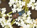 Chrysis scutellaris